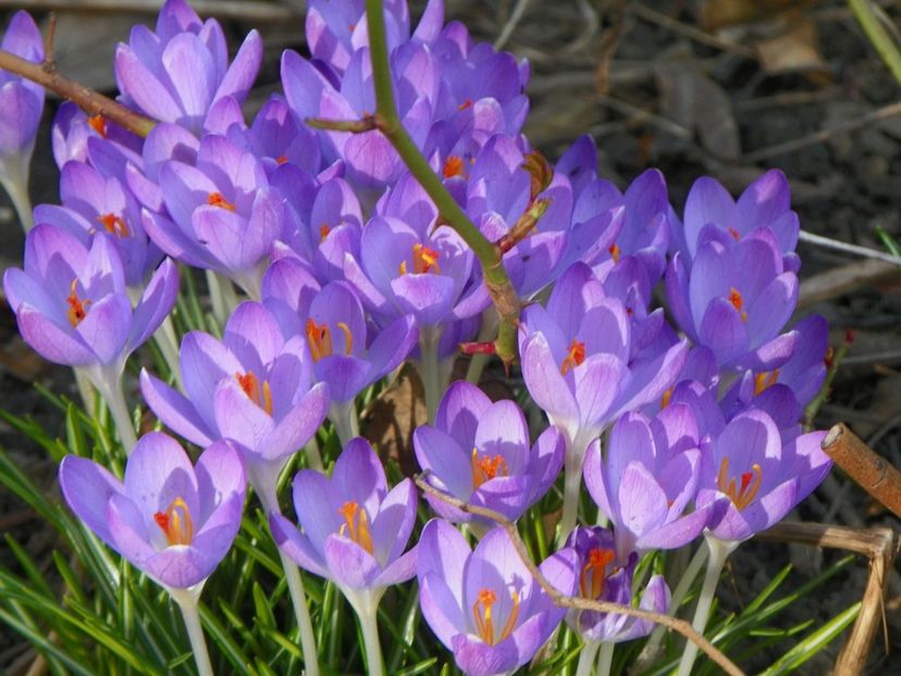 11 mart (53) - Primavara 2018