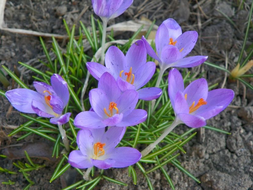 11 mart (55) - Primavara 2018