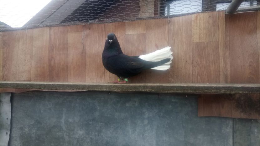  - De vânzare negri codalbi matcă 2018