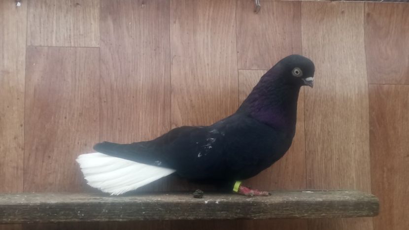  - De vânzare negri codalbi matcă 2018