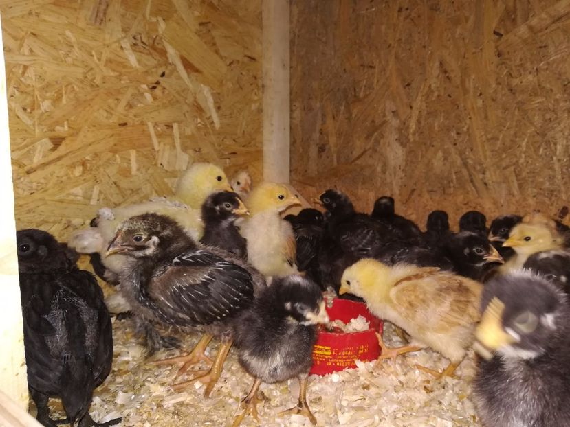  - Puișori Amrock 2018