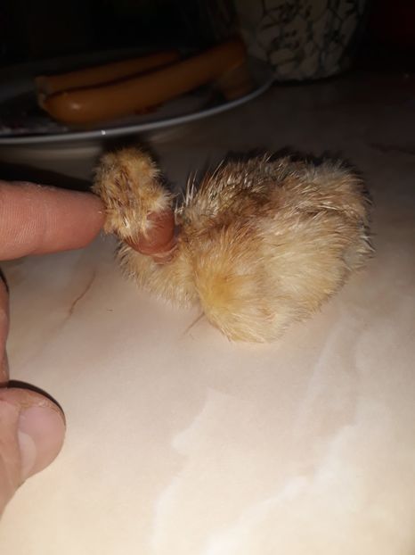 Gat gilas - Primii pui 2018