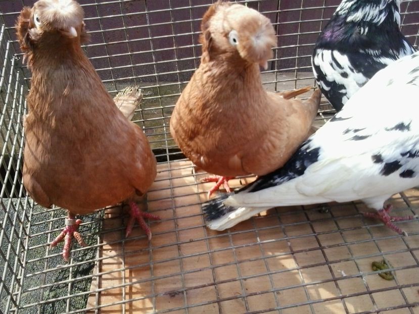 2018-03-08 12.10.12 - GENETICA