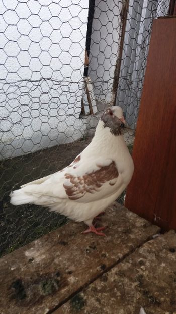 M 2017 vandut - De vanzare kingi