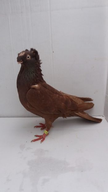 F 2017 - Por bimotati