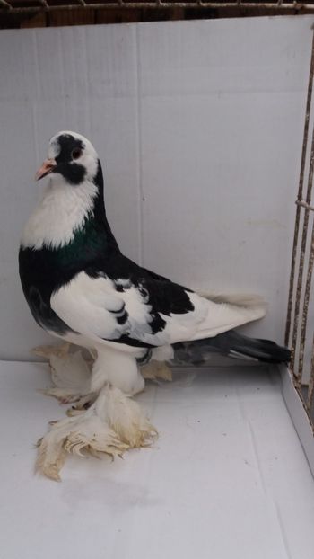 F 2017 - Por tapalagosi