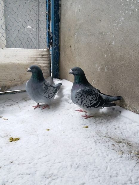  - VOIAJORI STANDARD MATCA