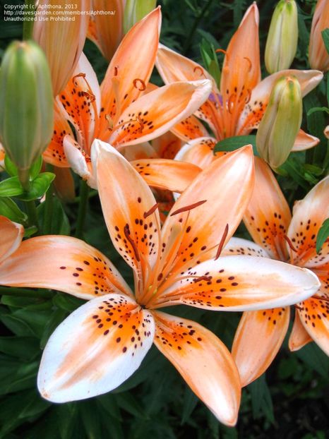 Orange electric - BULBI DE FLORI-achizitii