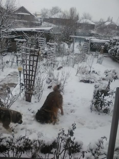 La joaca.. - Iarna 2018