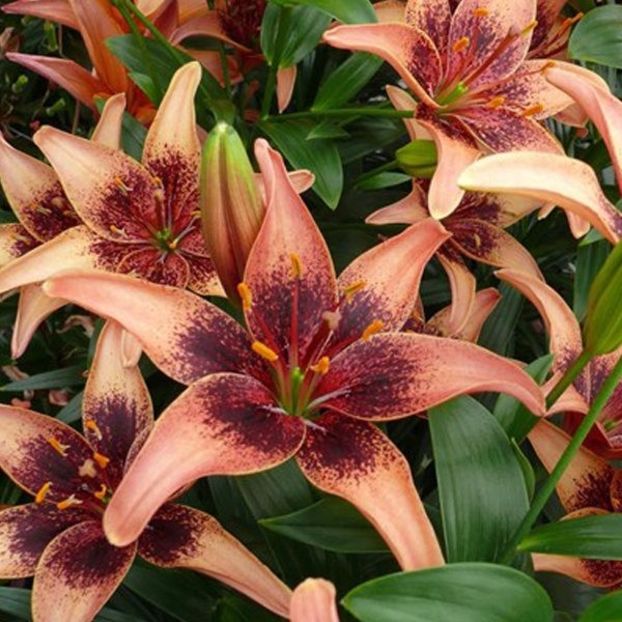Bulbi-Lilium-Whistler- - BULBI DE FLORI-achizitii