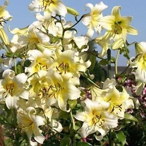 Lilium Honeymoon - BULBI DE FLORI-achizitii