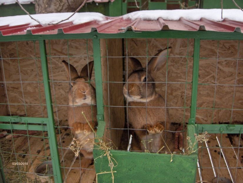 Leprino Viterbese - Am de Vanzare