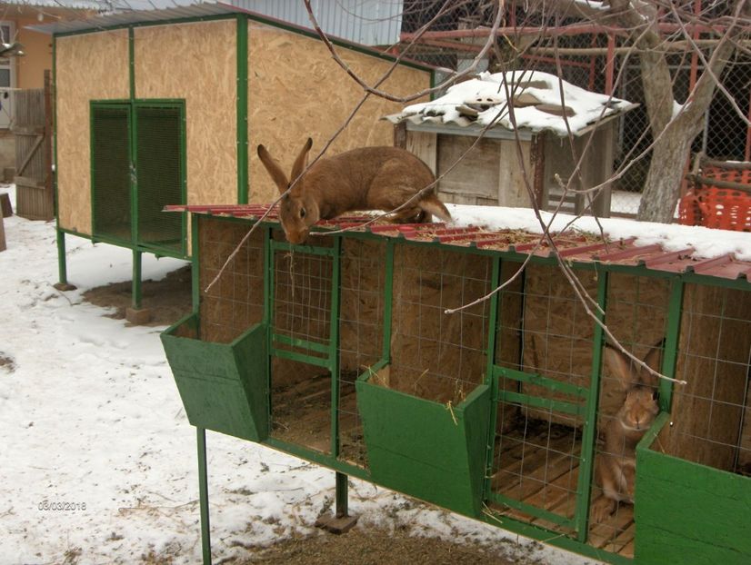 Leprino Viterbese - Am de Vanzare