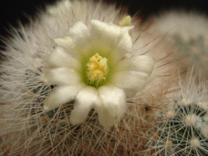 DSC05542 - Cactusi