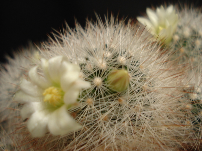 DSC05544 - Cactusi