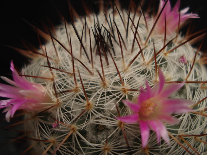 DSC05545 - Cactusi