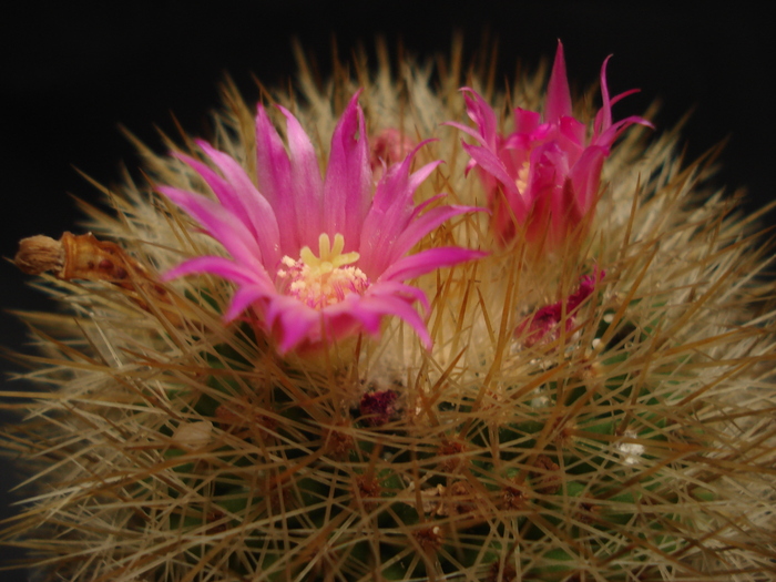 DSC05549 - Cactusi