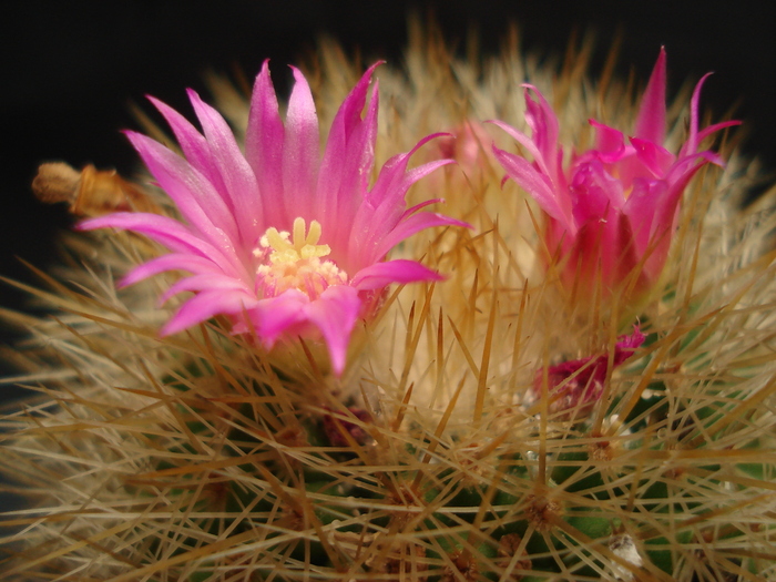 DSC05550 - Cactusi