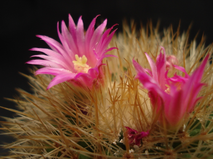 DSC05551 - Cactusi