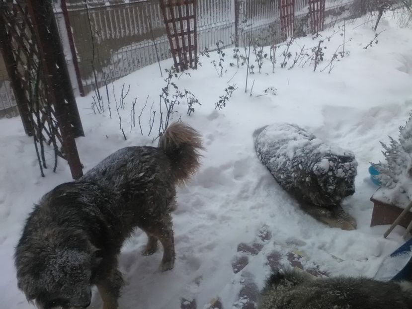 Cateii au dormit in zapada. - Iarna 2018