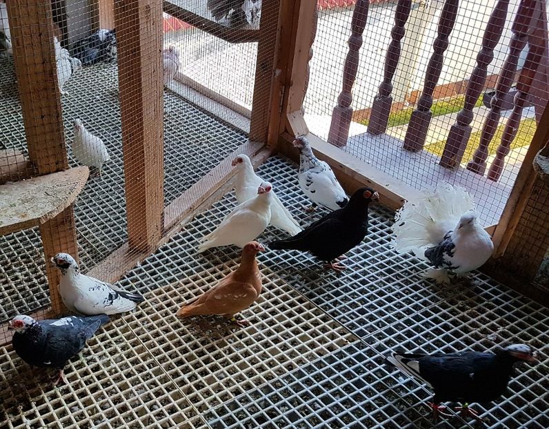  - CARUNCULATI Pentru 2020