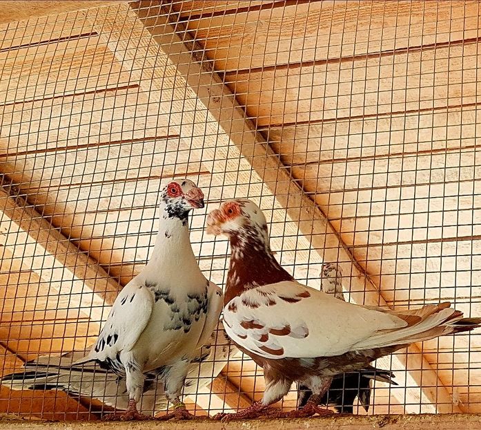  - CARUNCULATI Pentru 2020