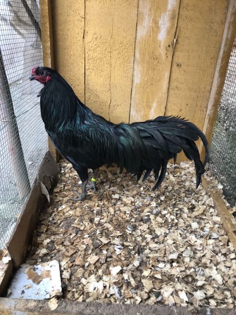 861F5127-F3FA-4FA5-85A8-93AF151520E2 - Sumatra 2017