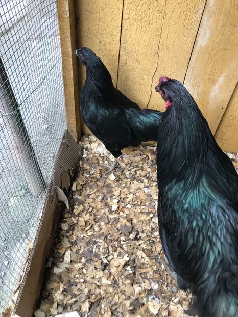 DD1C0FF0-BDF7-4089-9A7C-1DFA8342FE40 - Sumatra 2017