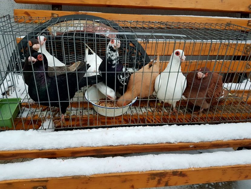  - CARUNCULATI Pentru 2020