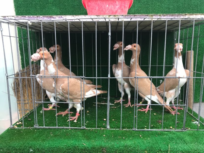 15C00015-C2DA-47B7-9E7E-AB1A00A8AB08 - Carieri 2018