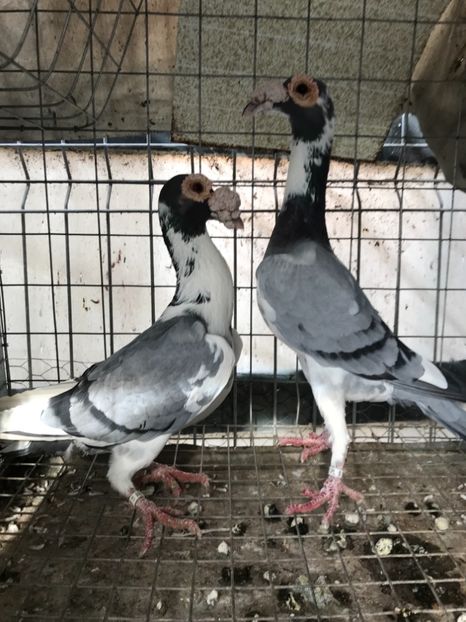 411F1F50-CE6E-4226-9099-F810AF3FDA13 - Carieri 2018