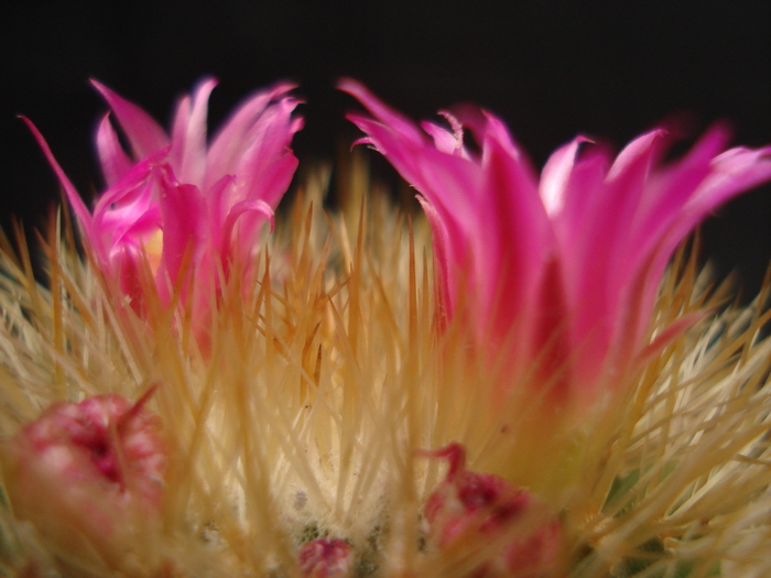 DSC05553 - Cactusi