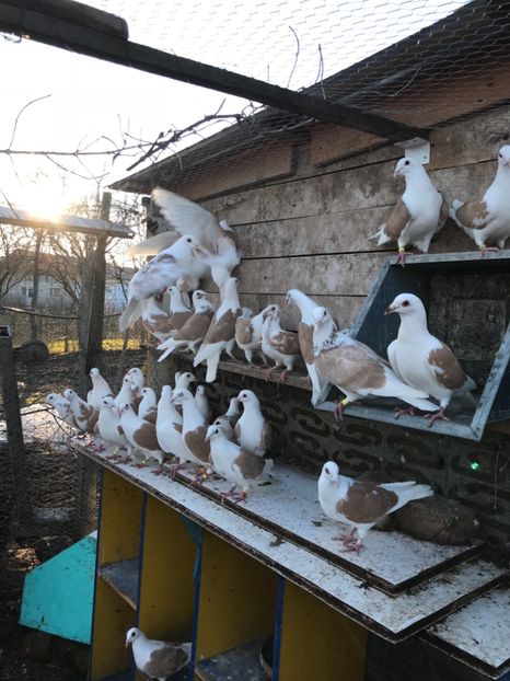 309FC59B-BF75-4C54-A300-F8D2BFE06583 - Voiajori capaciti 2018