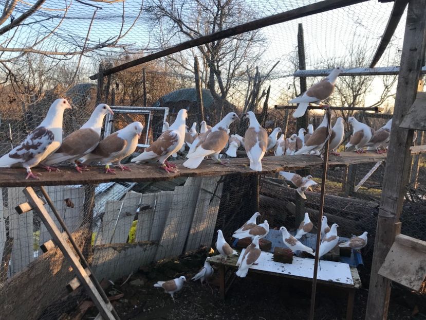 0FA76BC1-0D67-4103-BDE0-34F4B36CF59E - Voiajori capaciti 2018