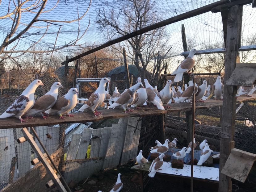 303D1C22-9040-4C69-A80E-90991D7E2BB5 - Voiajori capaciti 2018