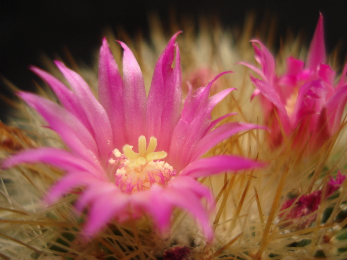 DSC05556 - Cactusi