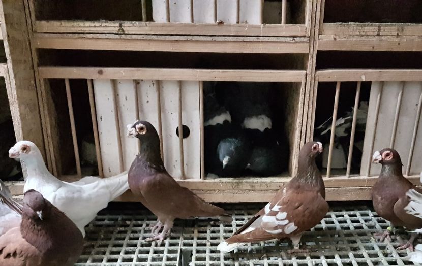  - CARUNCULATI Pentru 2020