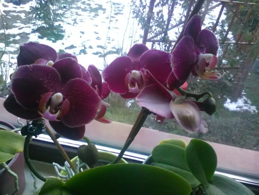  - Orhidee 2018