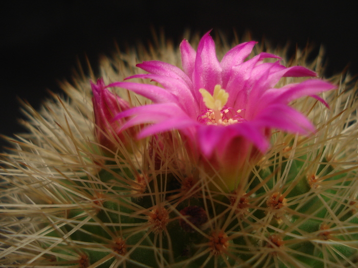 DSC05557 - Cactusi