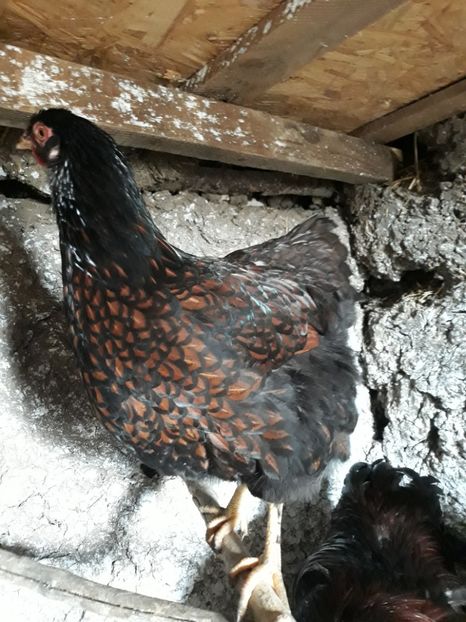  - Wyandotte rosu-negru