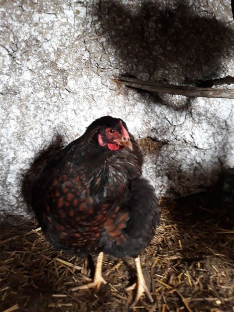  - Wyandotte rosu-negru