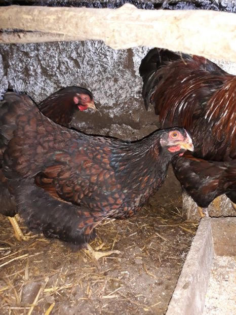  - Wyandotte rosu-negru