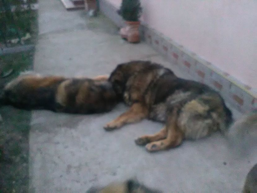 Azim si Beea ian 2018 - Ciobanesc caucazian