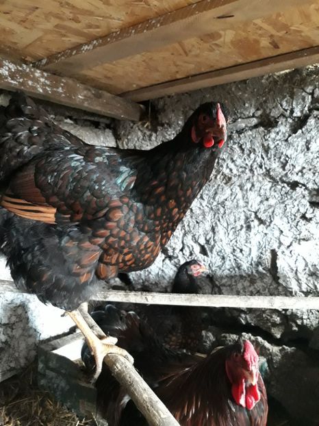  - Wyandotte rosu-negru