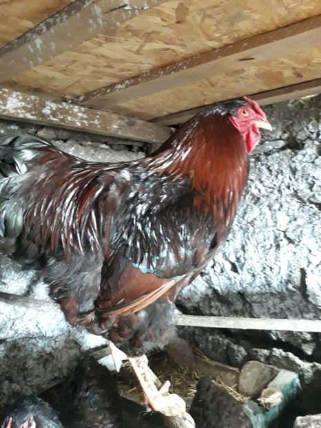  - Wyandotte rosu-negru