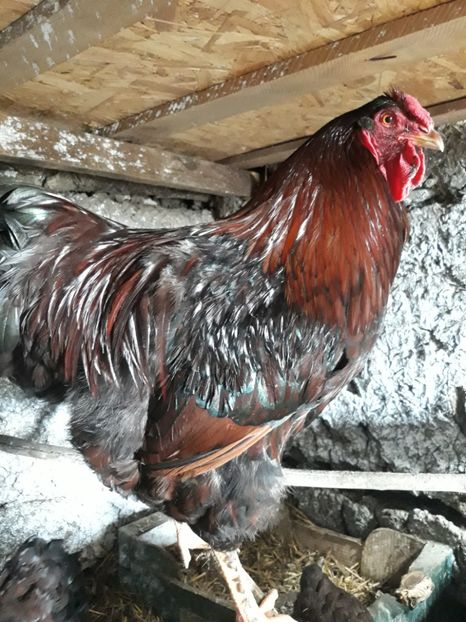  - Wyandotte rosu-negru
