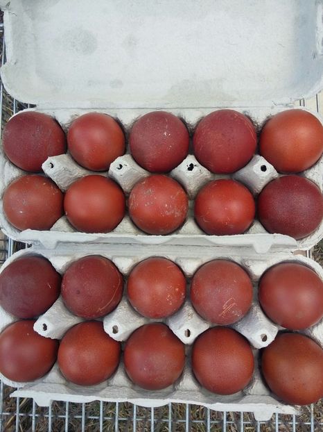 IMG-20180312-WA0009 - 2018 Marans Negru Aramiu