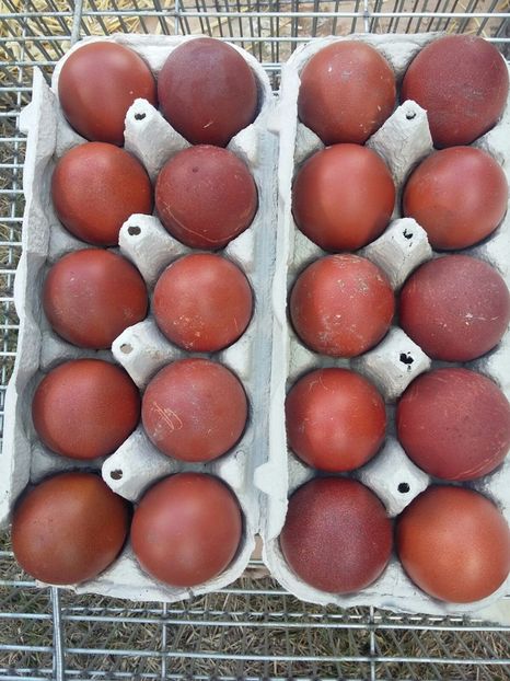IMG-20180312-WA0010 - 2018 Marans Negru Aramiu