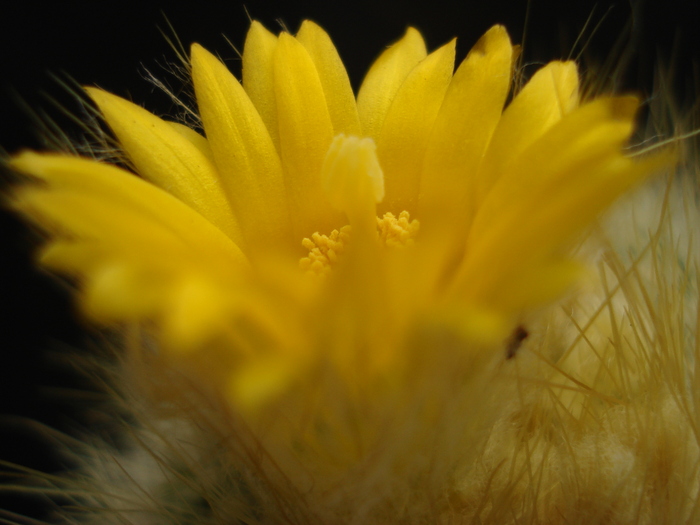 DSC05562 - Cactusi