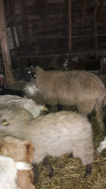  - Oi si capre ianuarie 2018